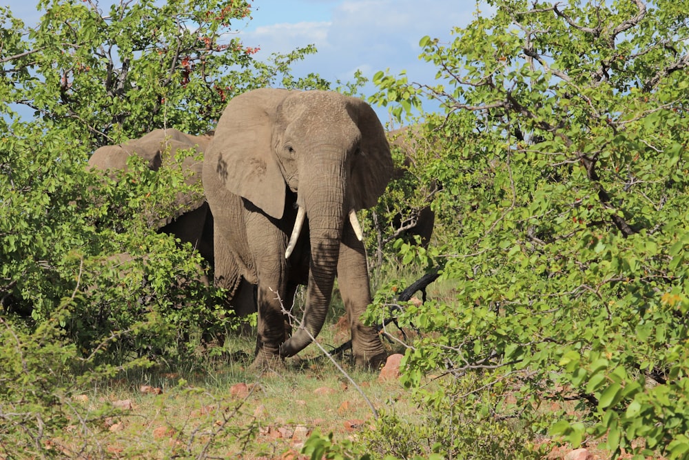 elephants in the wild