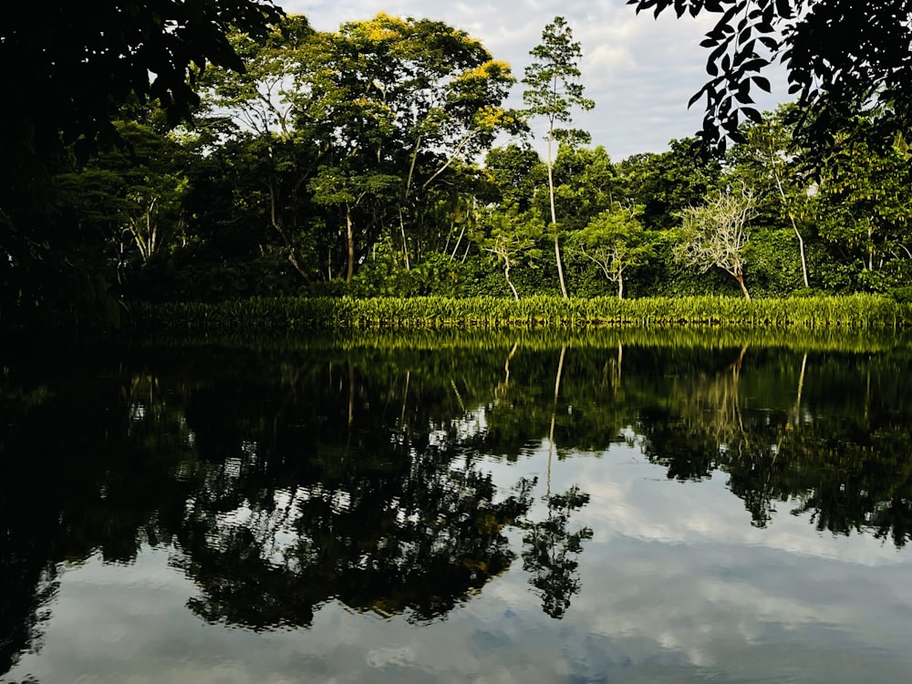 a body of water with trees around it