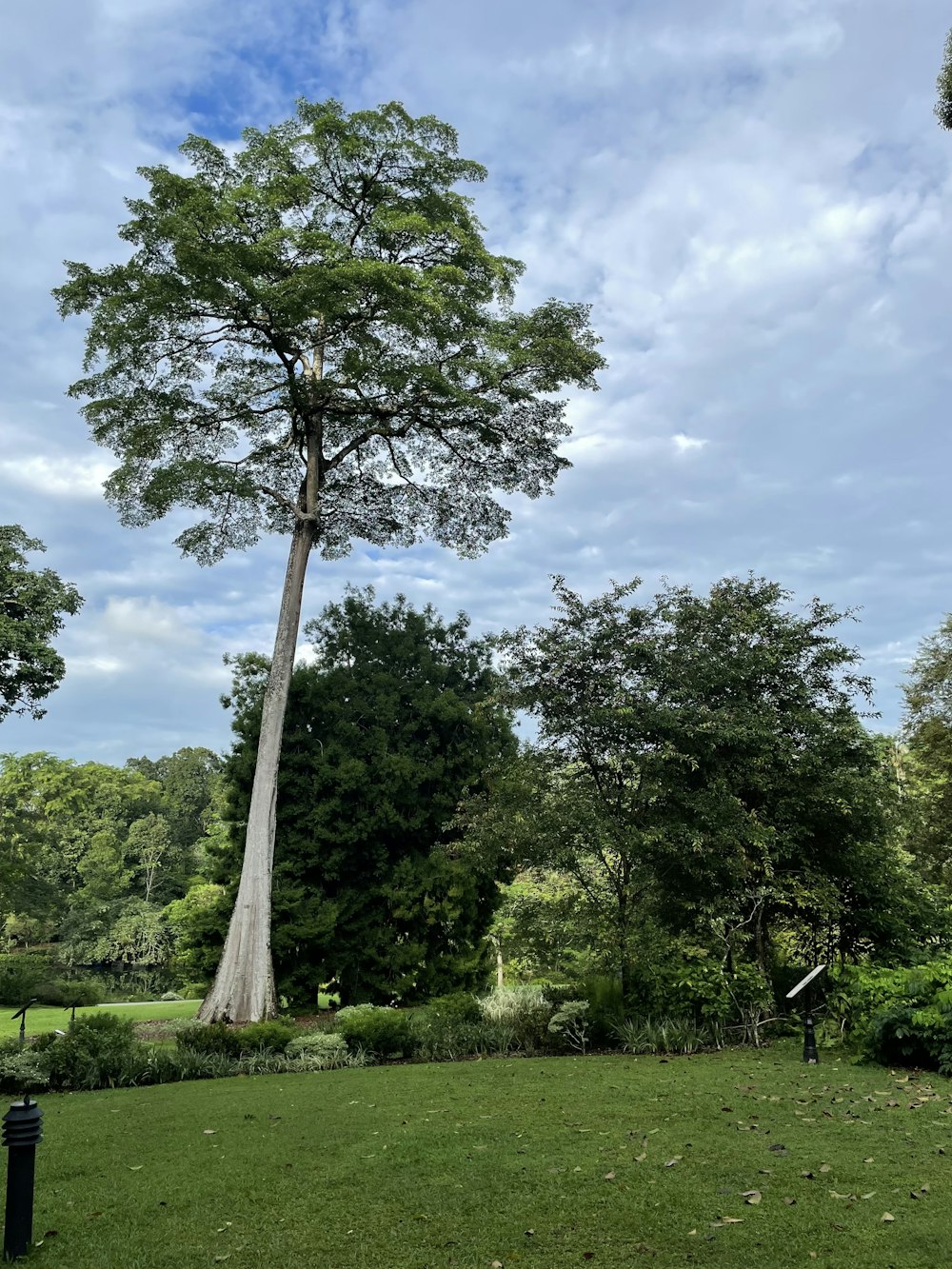 uma árvore em um parque