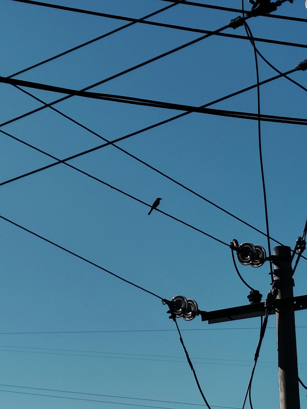 birds sitting on power lines