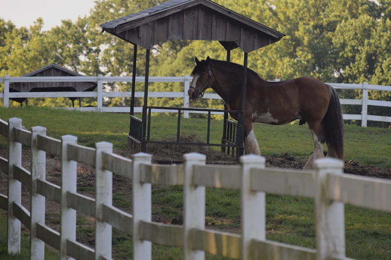 Horse on a rural fenced property in Corrales, NM