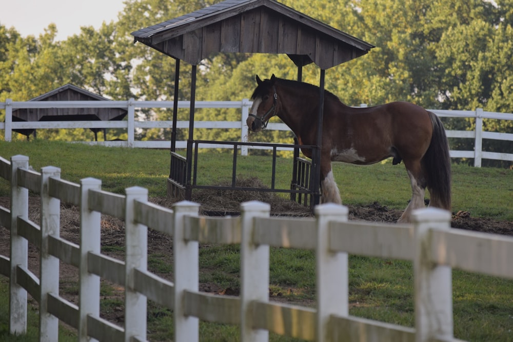 a horse in a fenced pasture