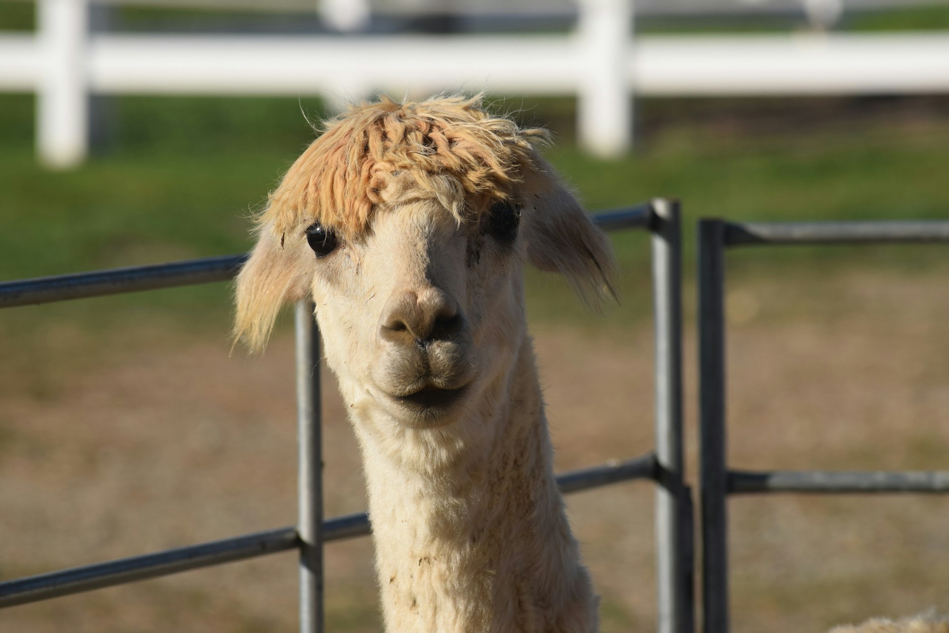 a llama in a fenced in area
