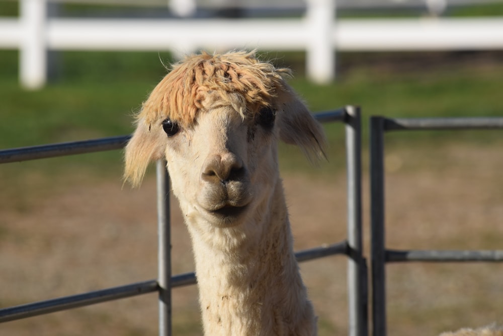 un lama dans une zone clôturée