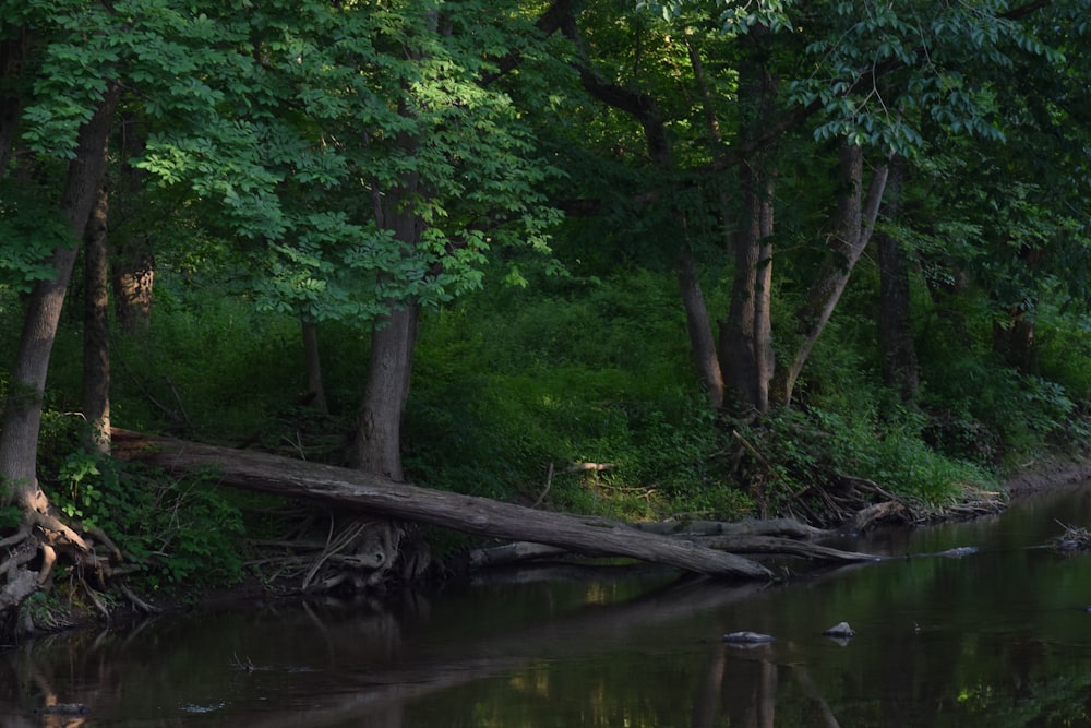 Ein Baumstamm in einem Fluss