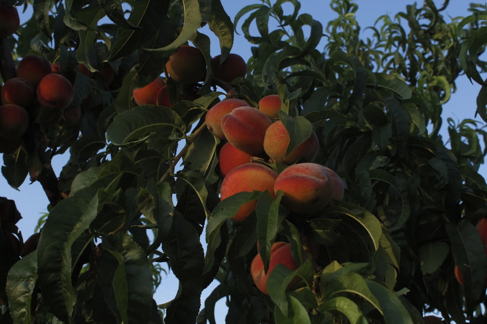 a tree with fruits on it