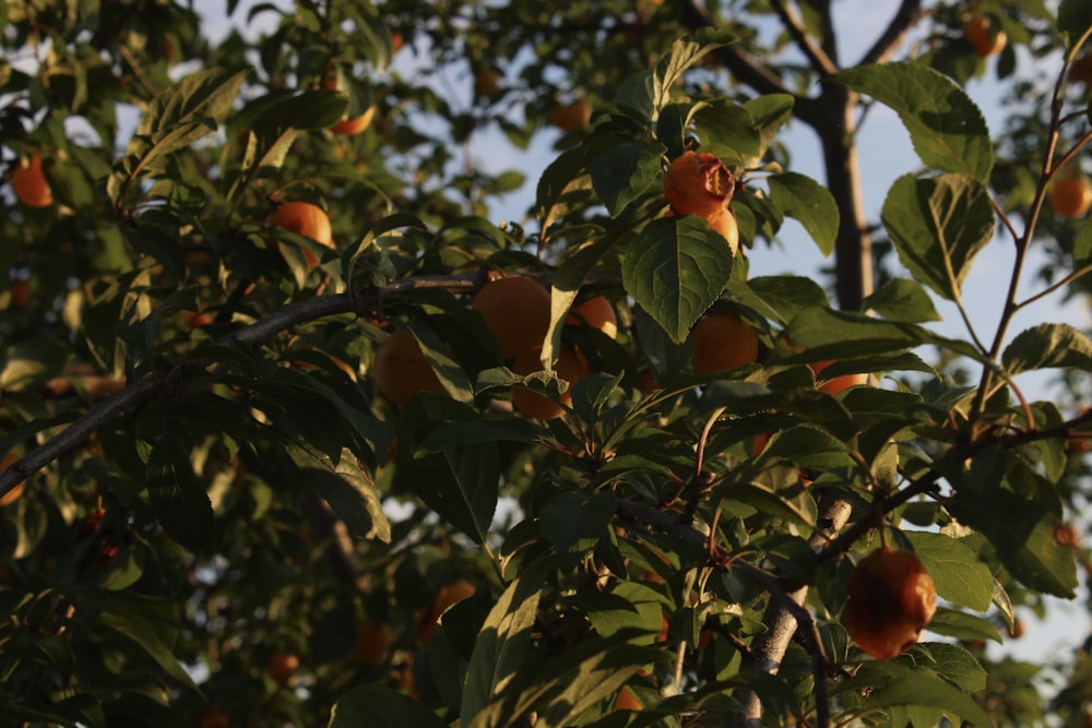 a tree with fruits on it