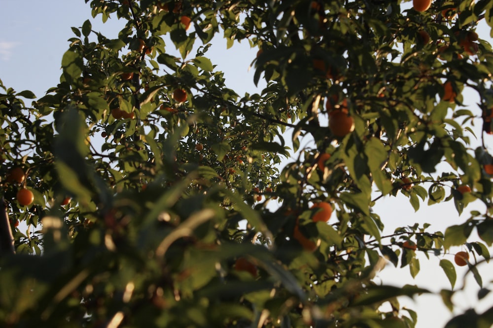 a tree with fruits on it