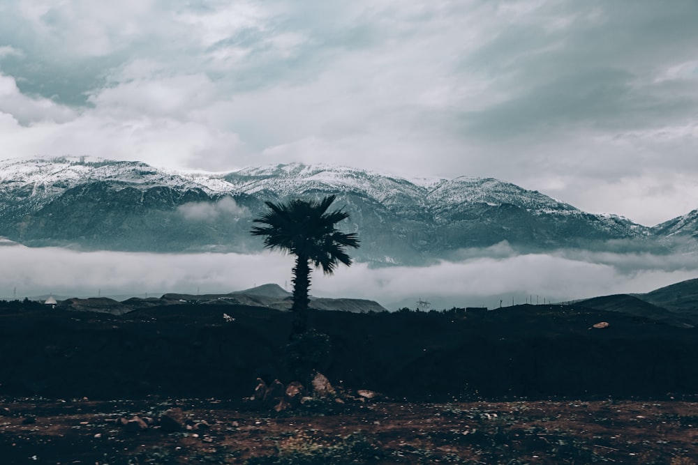 a tree in front of a mountain