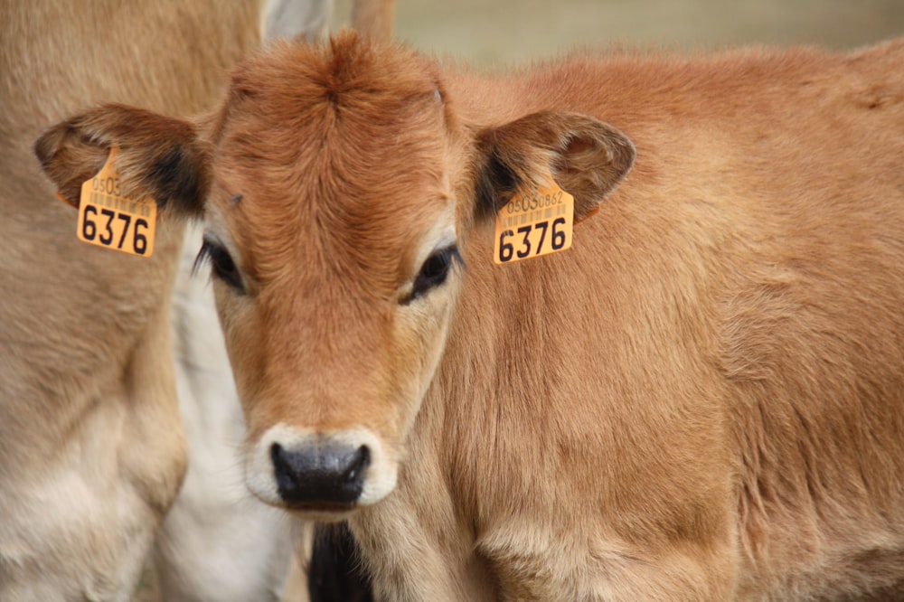 a cow with a yellow tag