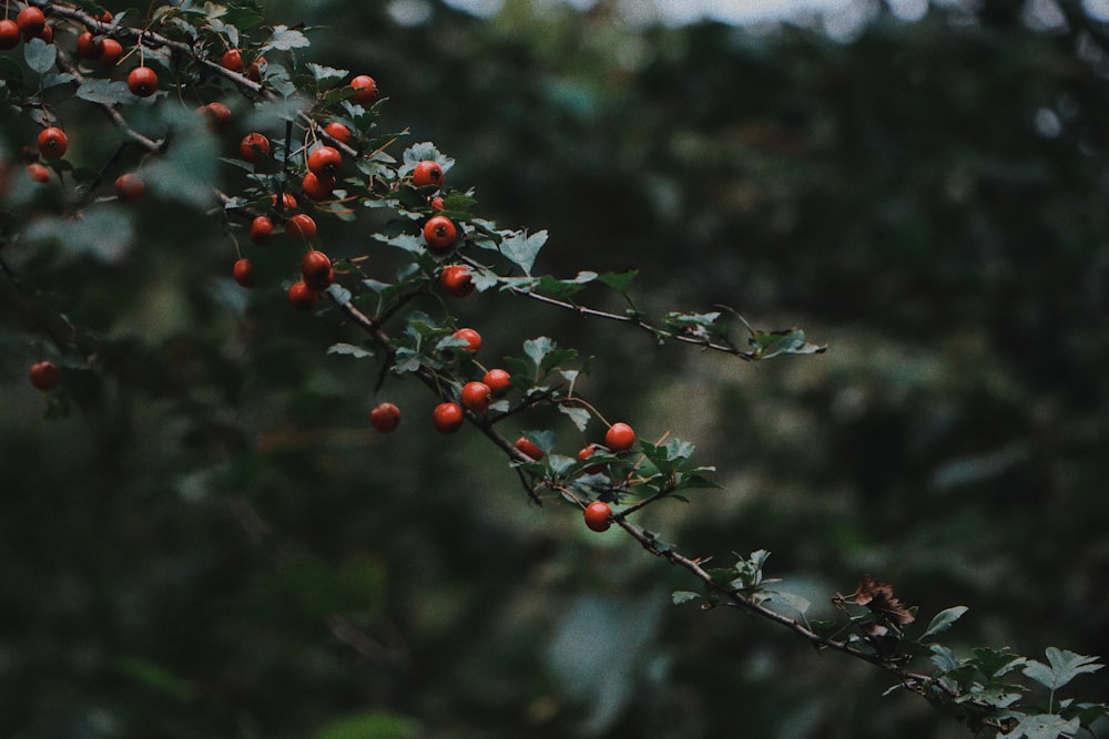 a tree with berries