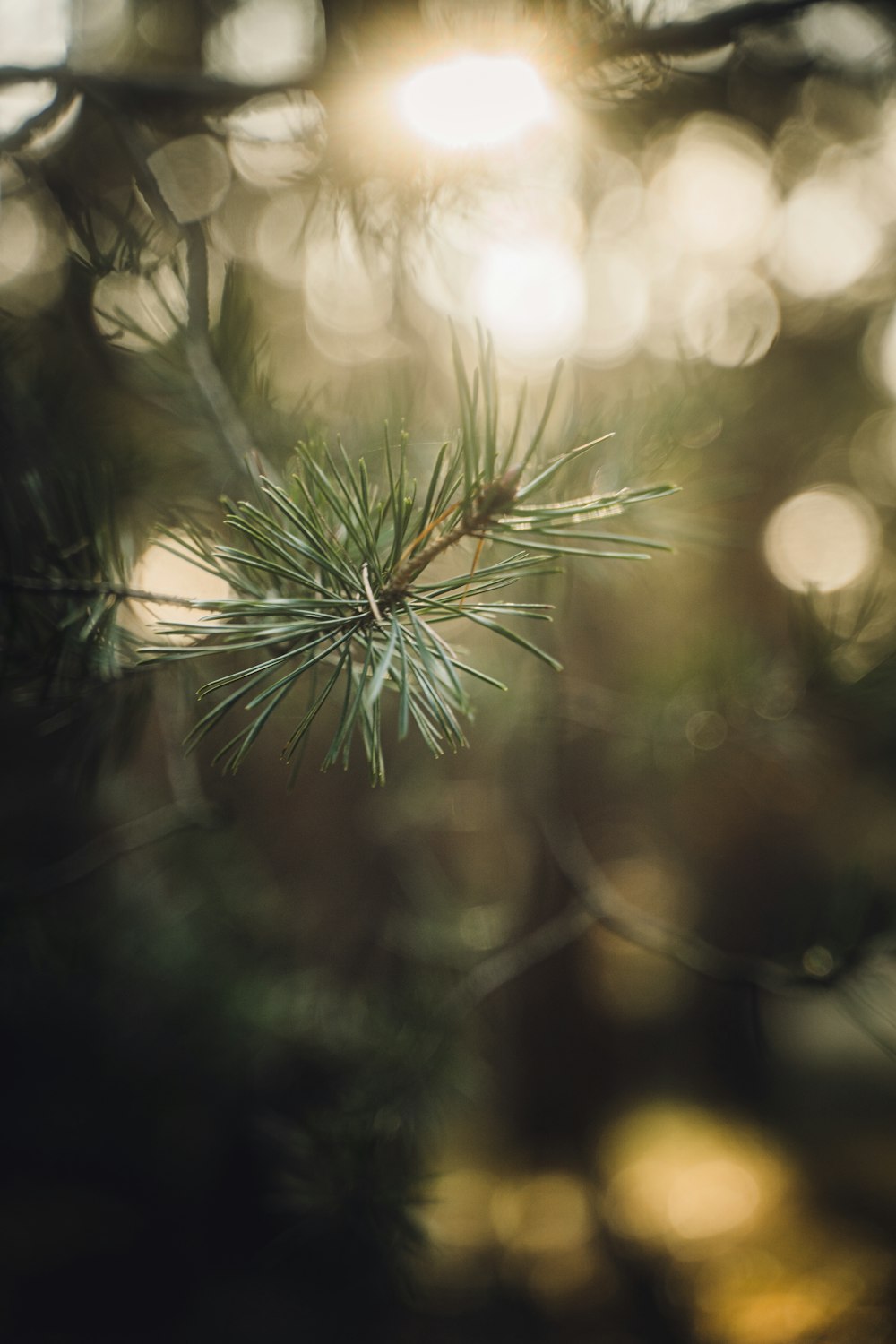 a close up of a plant