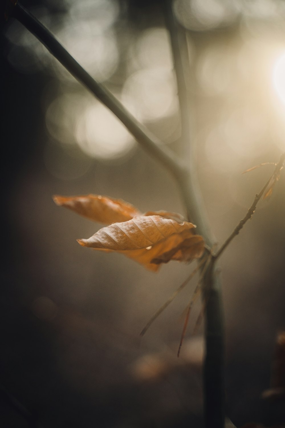 a close up of a leaf