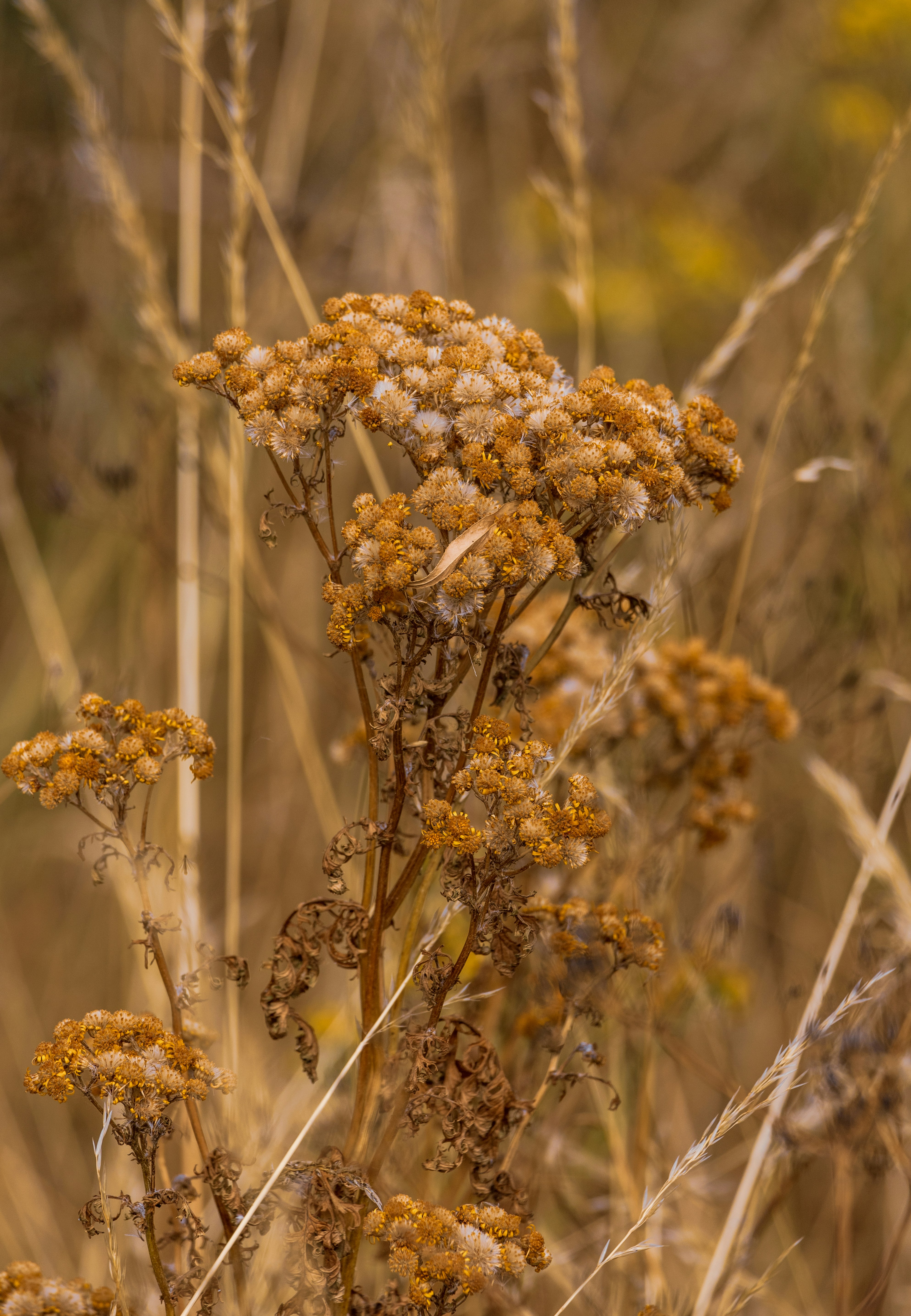 Photo by grievek1610begur