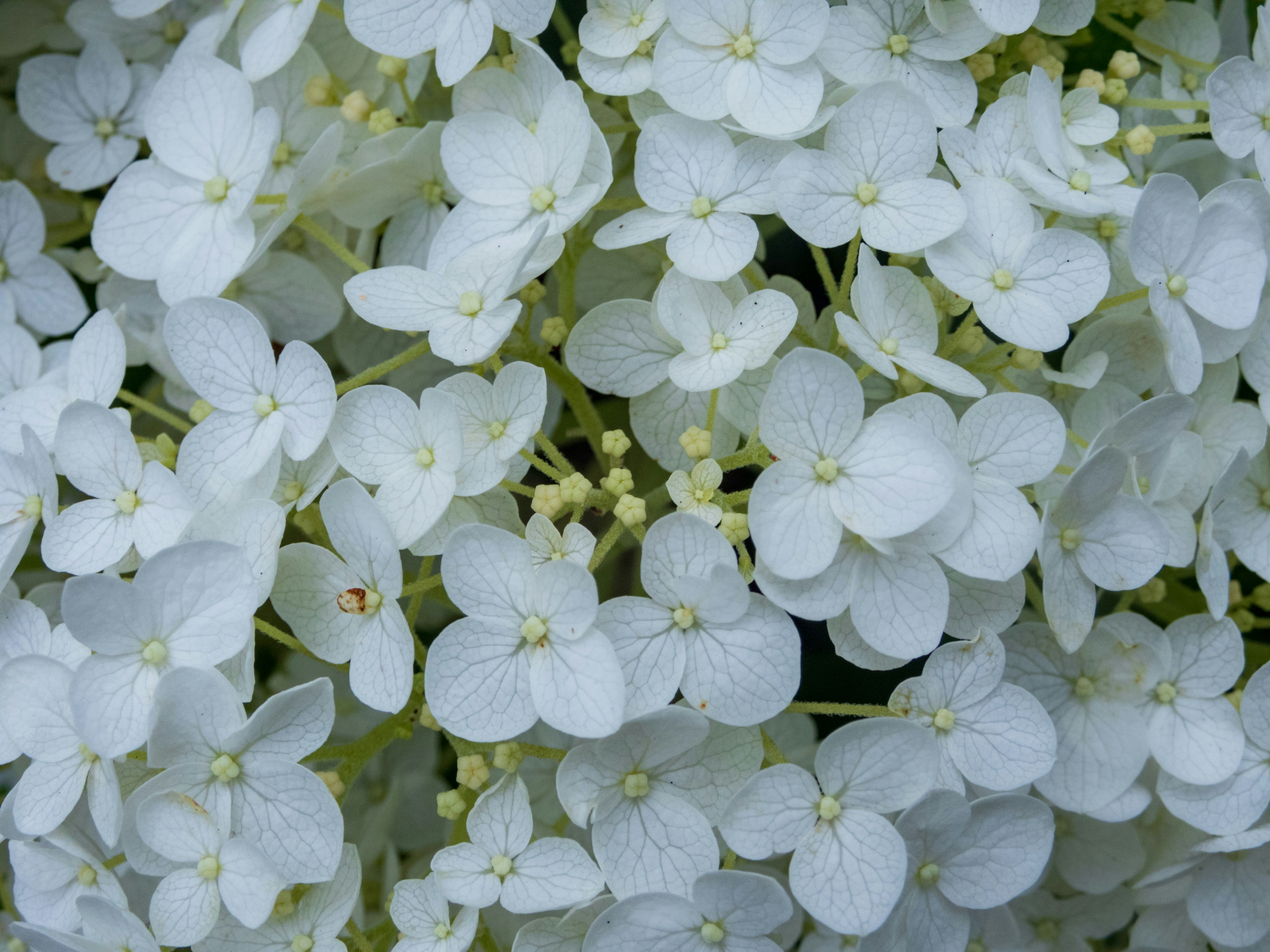 Photo by heppoko_yama