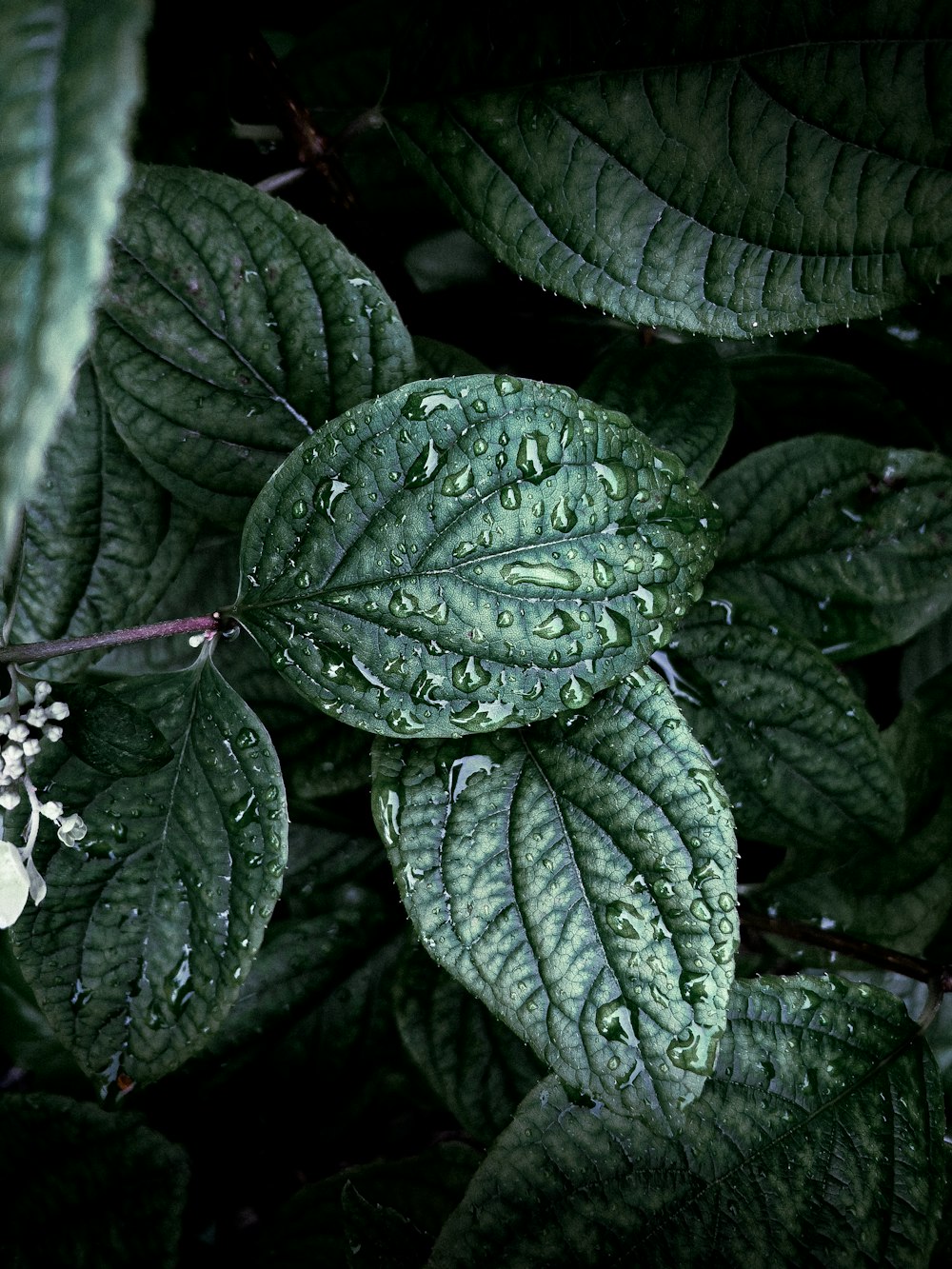 a close up of some leaves