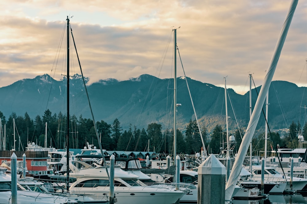 a group of boats in a harbor