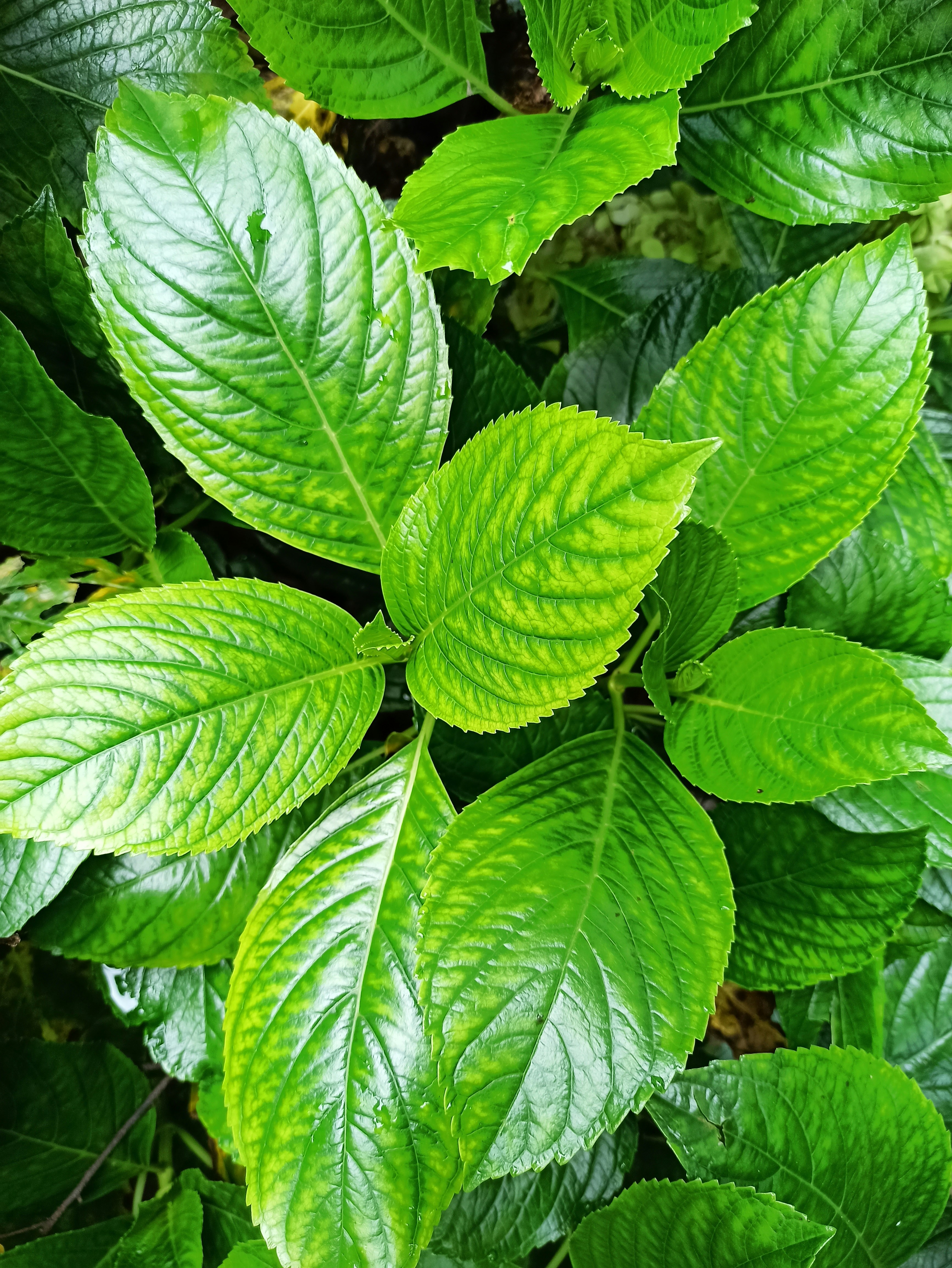 15 Health Benefits of Soursop Leaves