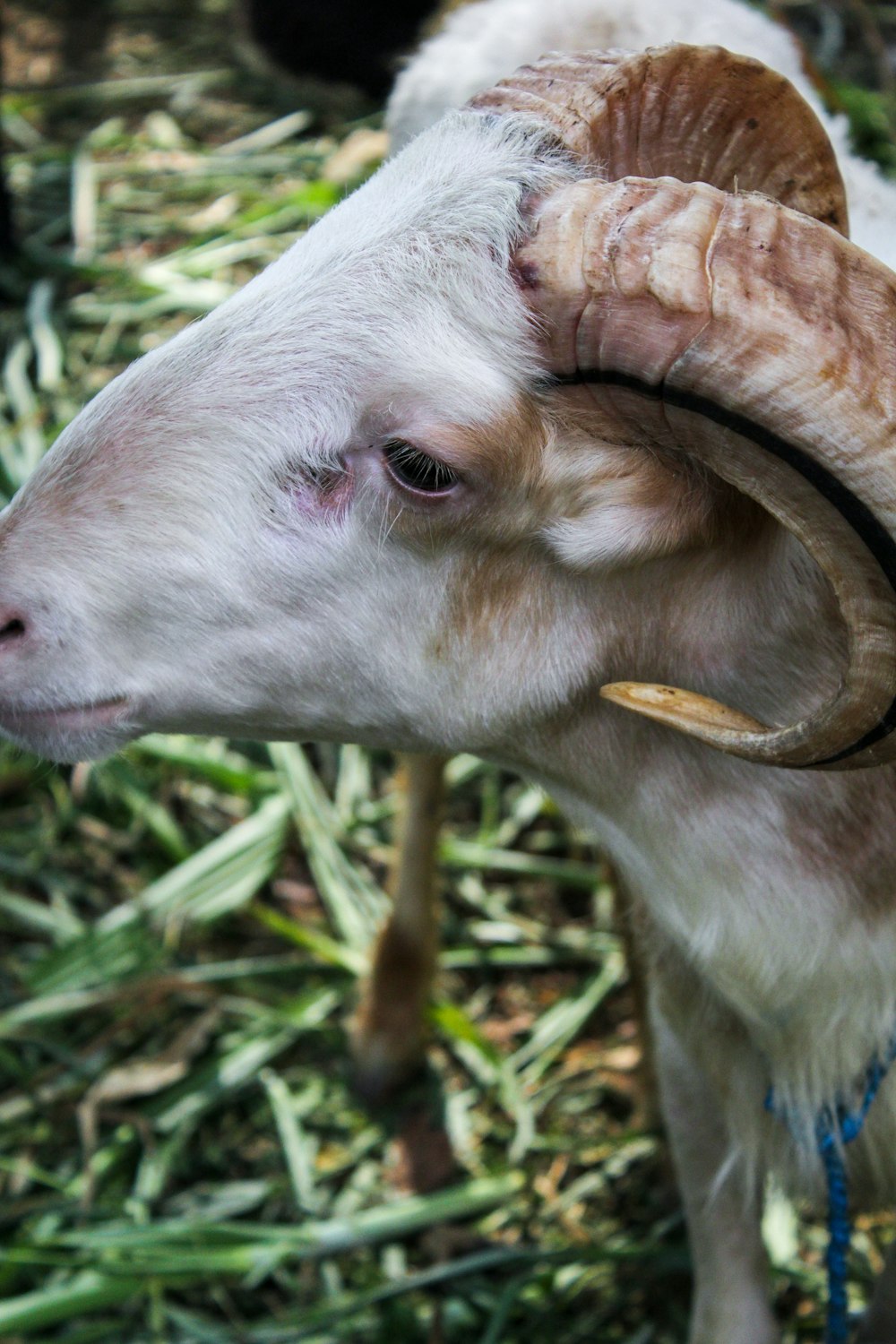 a goat with horns