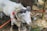 A white goat with large, curved horns is tied to a tree with a colorful rope. The goat has a red decorative tassel on its harness. The ground is covered with grass, twigs, and a few scattered items including a can.