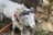 A white goat with large, curved horns is tied to a tree with a colorful rope. The goat has a red decorative tassel on its harness. The ground is covered with grass, twigs, and a few scattered items including a can.