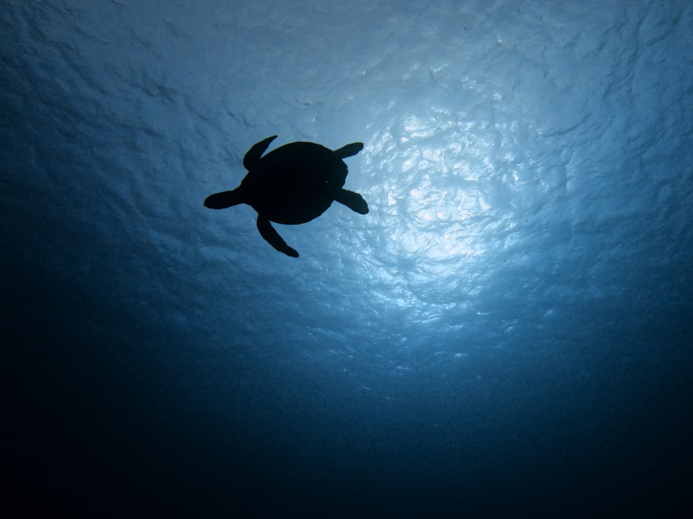 Una tortuga nadando en el agua