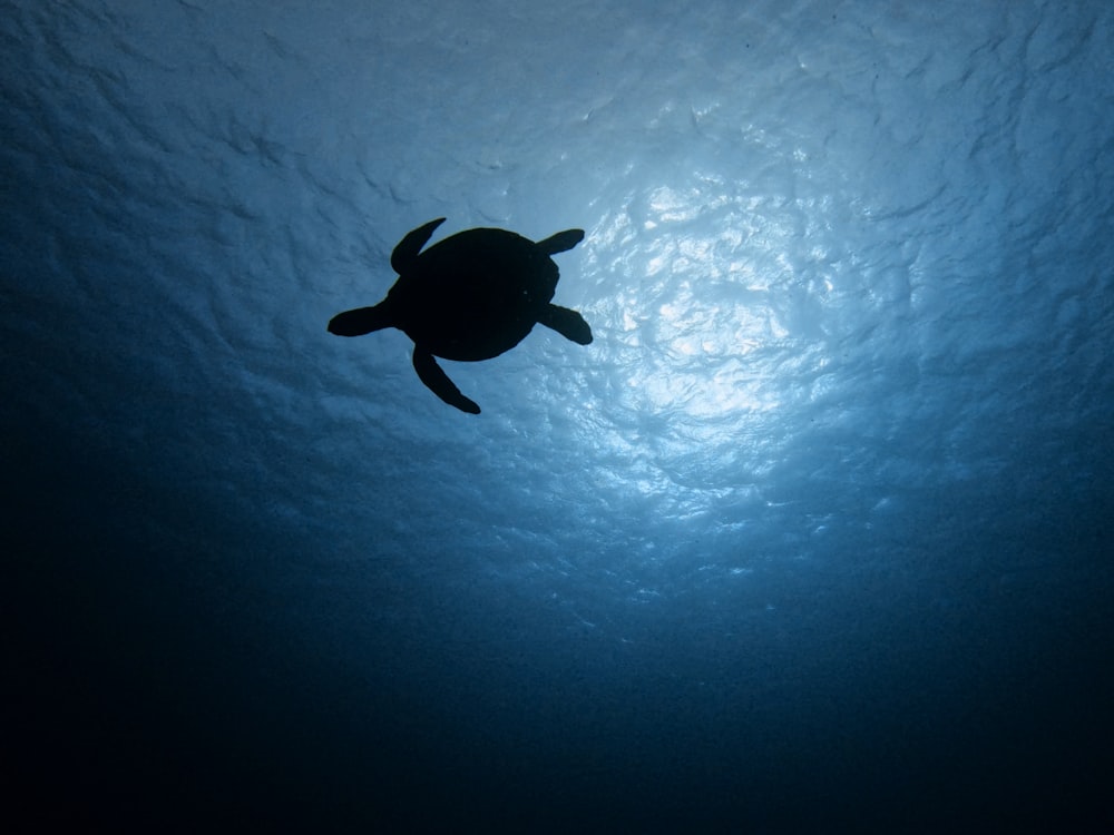 a turtle swimming in the water