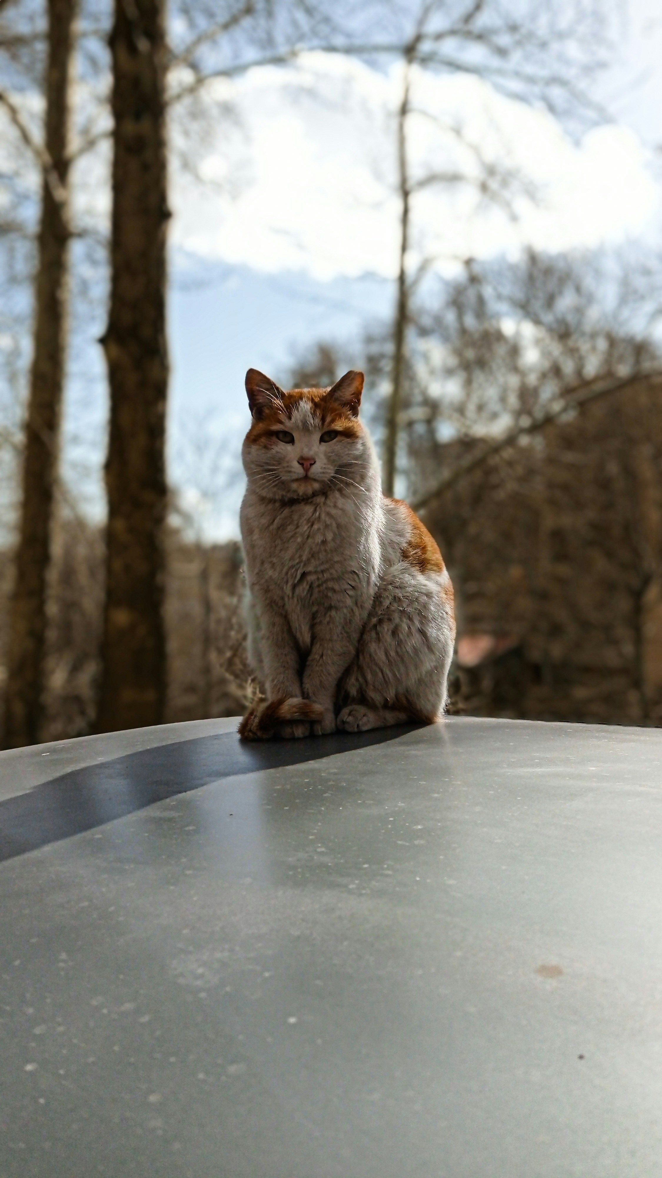 a cat sitting on a car hood