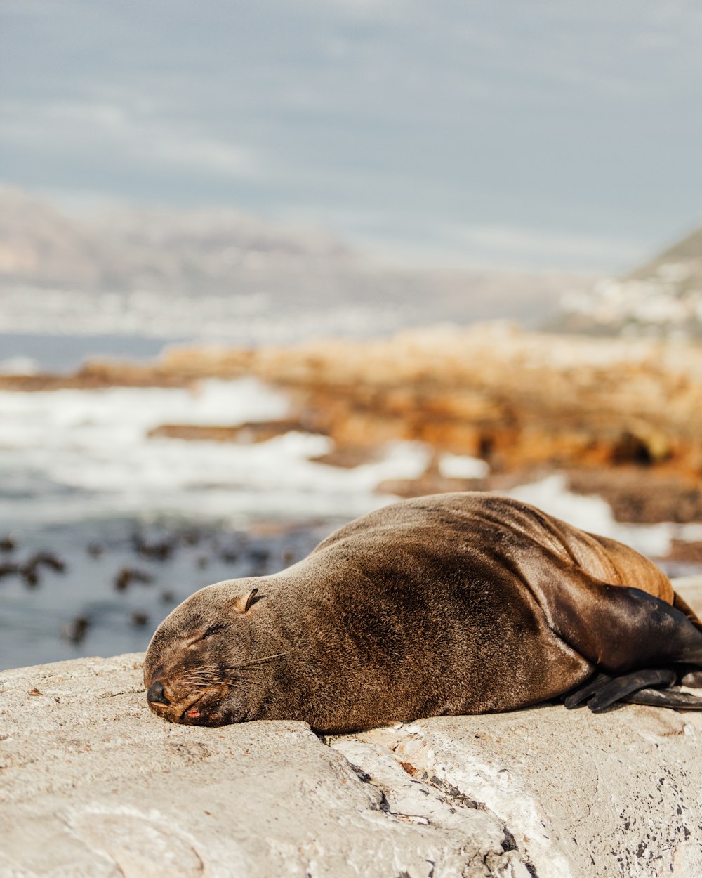 a seal lying on a rock