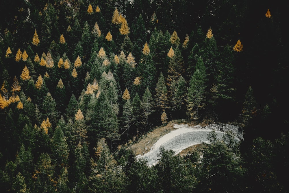 a road surrounded by trees