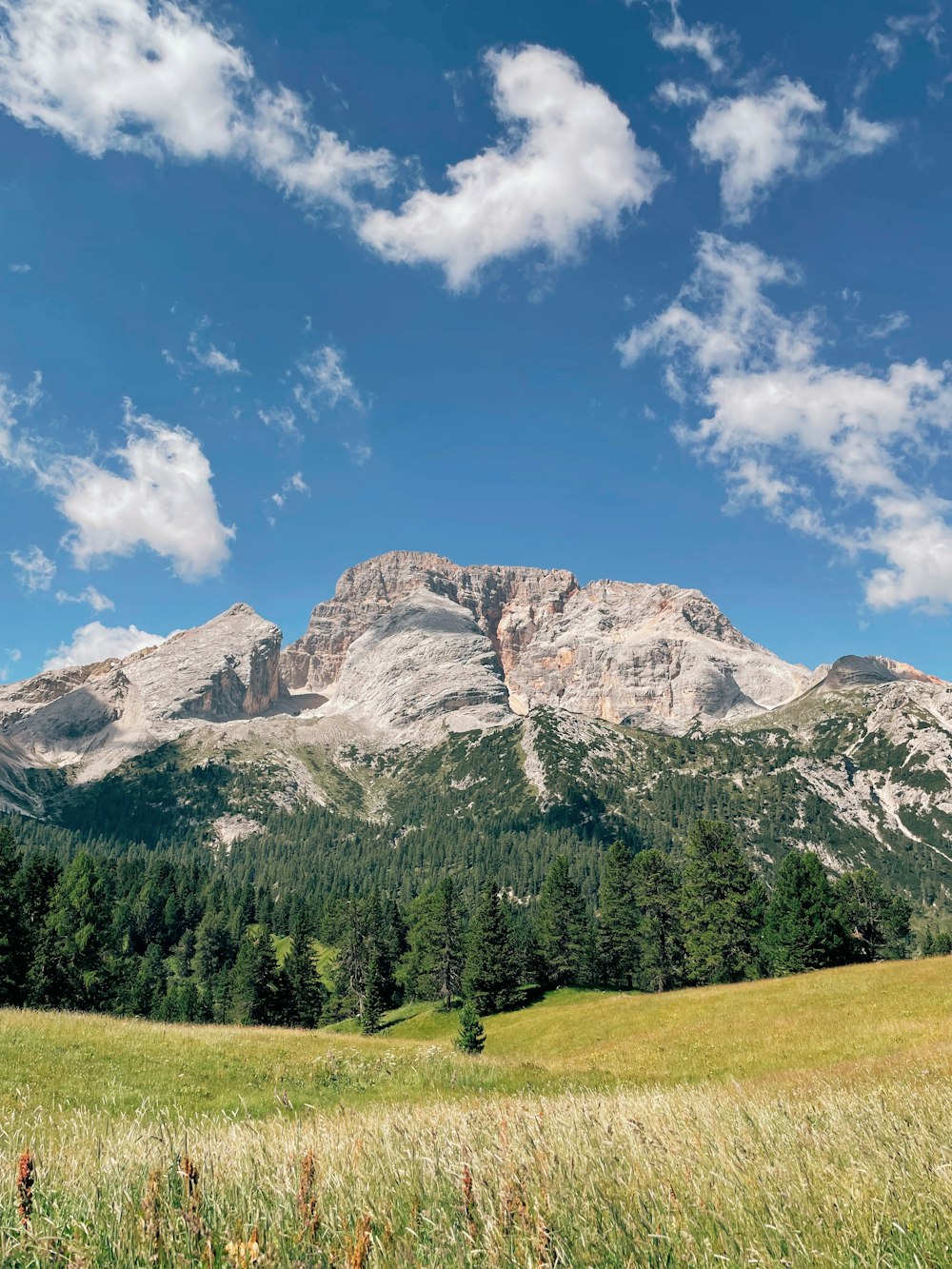 a grassy field with trees and mountains in the background