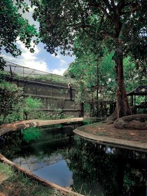 A lush, green environment with dense foliage and tall trees surrounding a small body of water. The water reflects the trees and the sky, adding depth to the scene. A fenced area can be seen nearby, suggesting a wildlife enclosure. The bright and rich greens contrast with the dark water and provide a serene, natural atmosphere.
