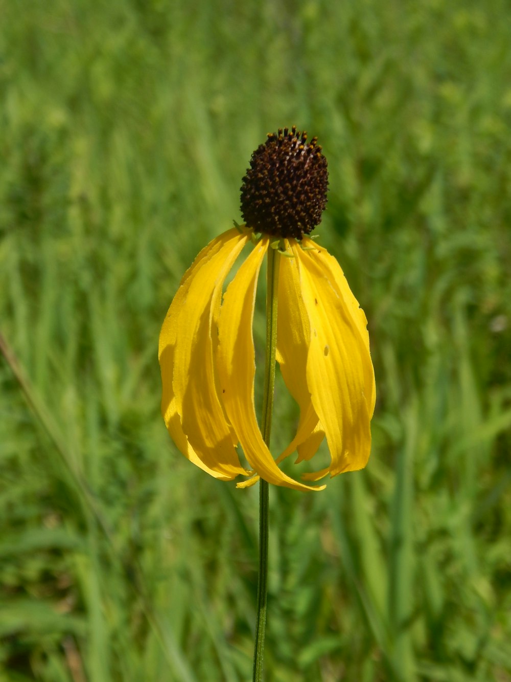 a yellow flower with a black center