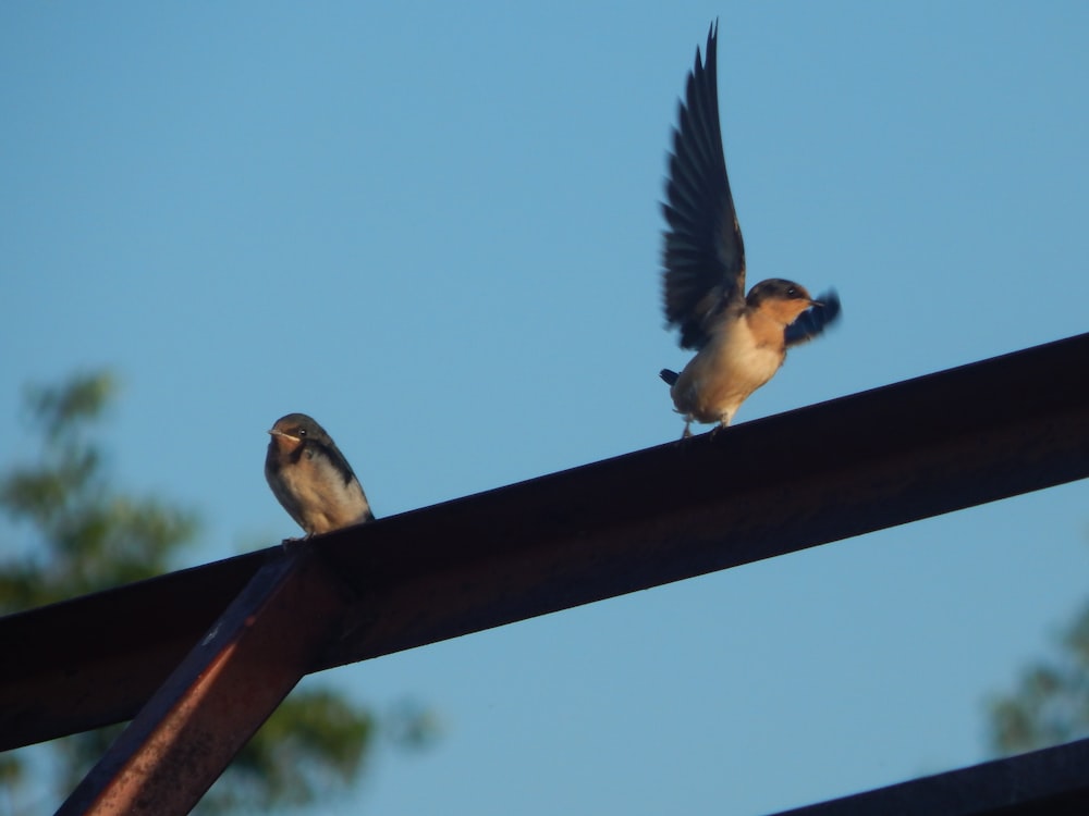 birds sitting on a branch