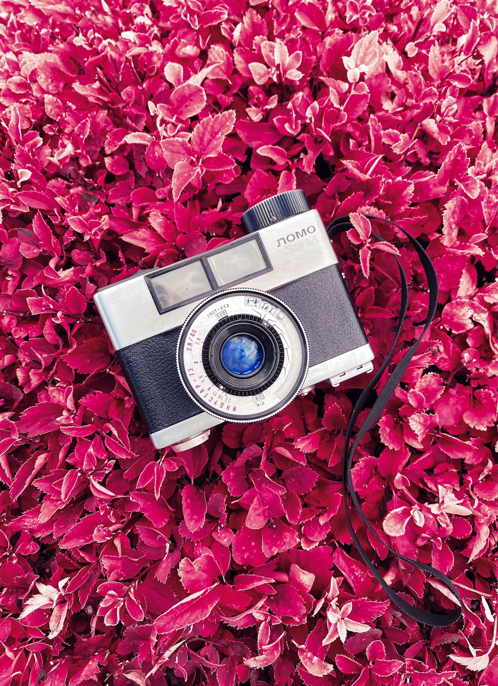 a camera on a pile of leaves