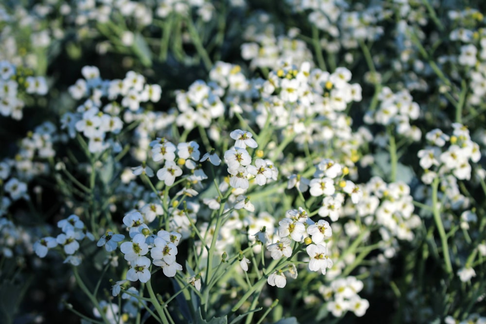 a close up of white flowers