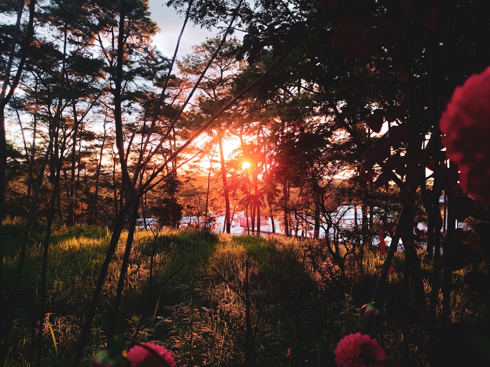 sun shining through the trees