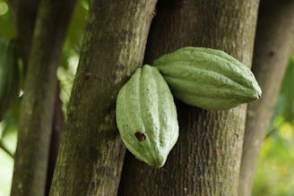 Two green cacao pods grow directly from the trunk of a tree, surrounded by a lush, green environment.