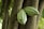 Two green cacao pods grow directly from the trunk of a tree, surrounded by a lush, green environment.