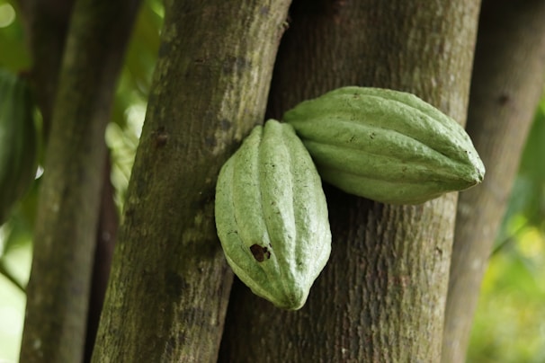 Two green cacao pods grow directly from the trunk of a tree, surrounded by a lush, green environment.