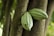 Two green cacao pods grow directly from the trunk of a tree, surrounded by a lush, green environment.