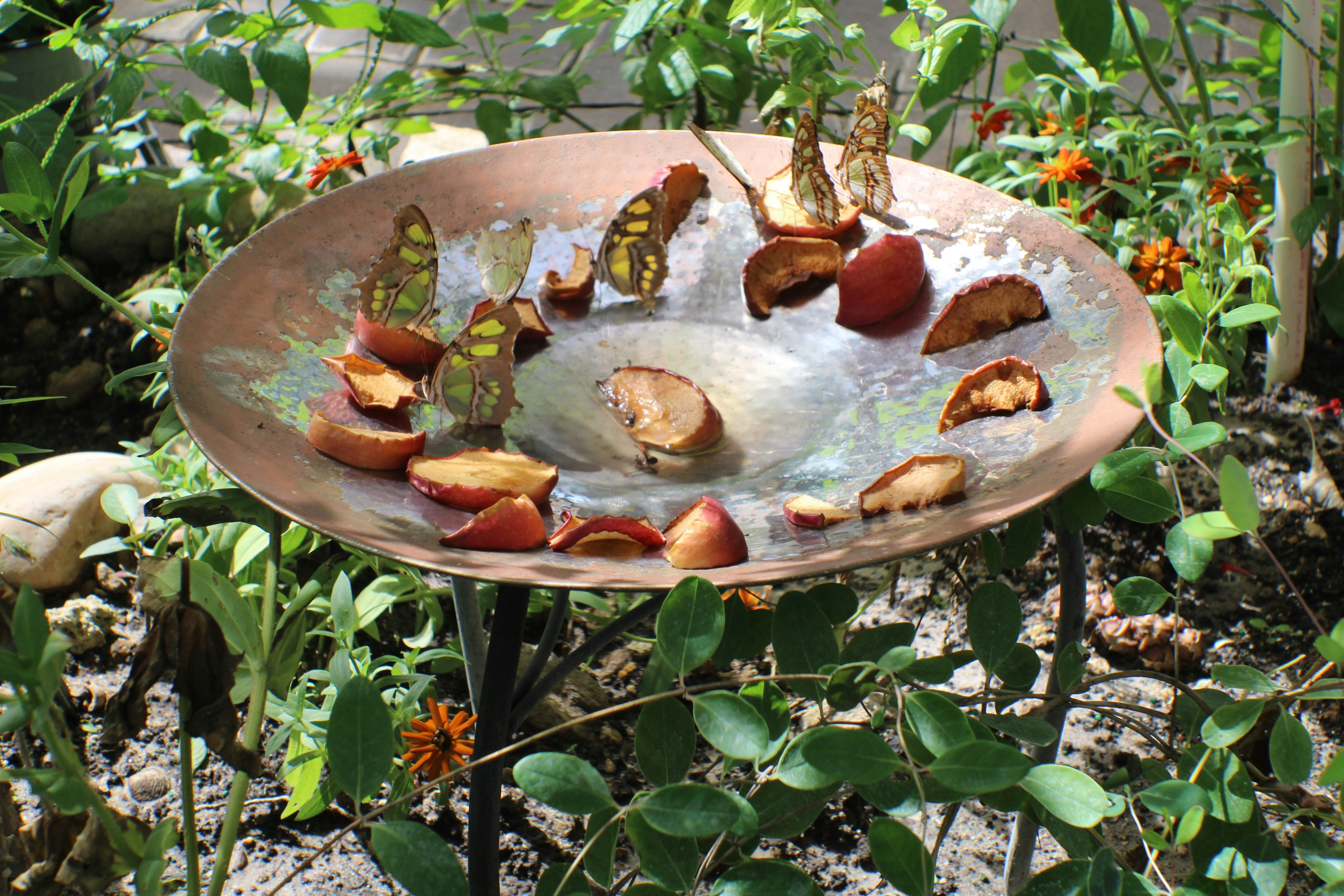Metal dish with nuts surrounded by plants