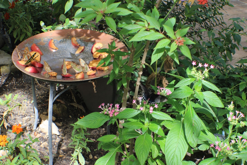 a bird bath with a group of fish in it