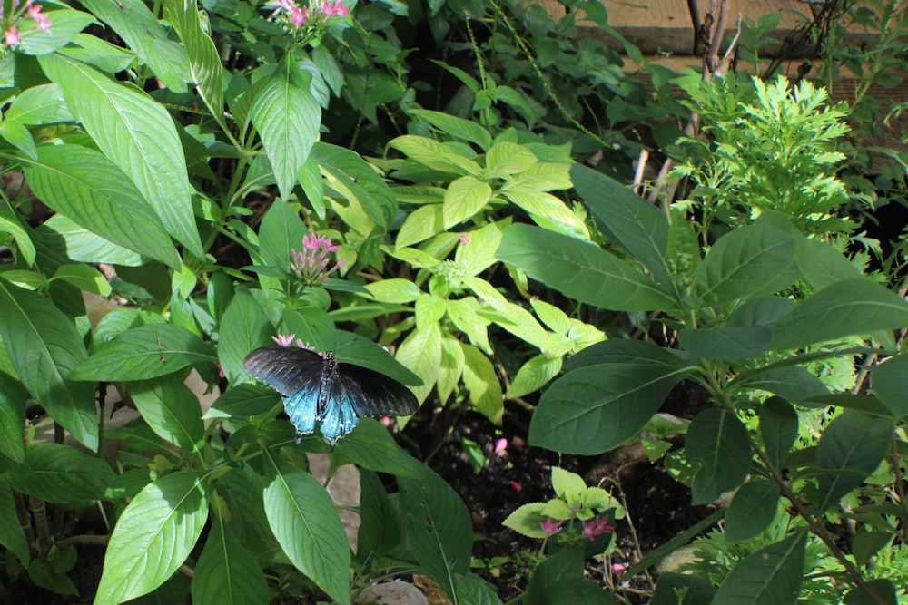 a butterfly on a leafy plant