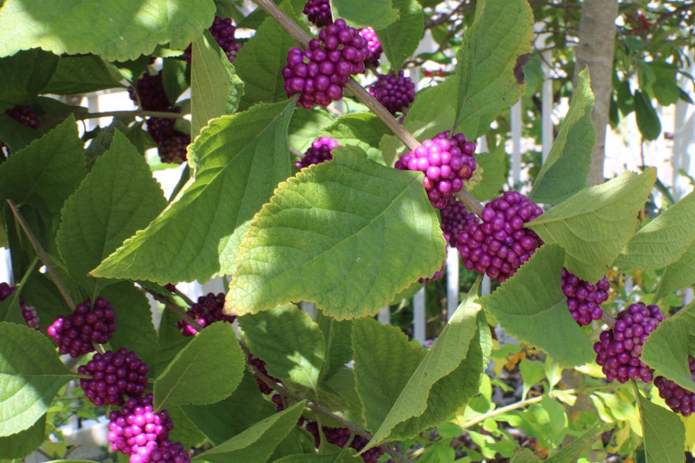a group of purple berries on a tree