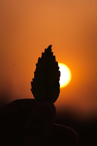 A serene hand gently holding an illuminated palm leaf, glowing softly against a twilight background.