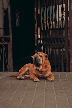 a dog lying on the ground