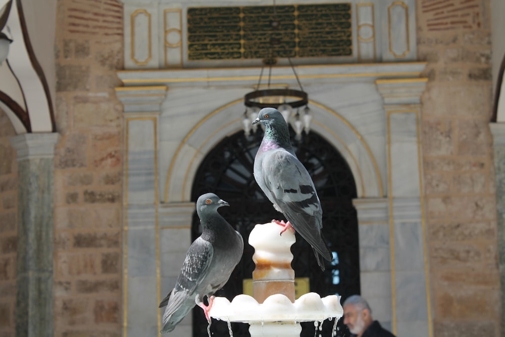 a couple of birds on a fountain