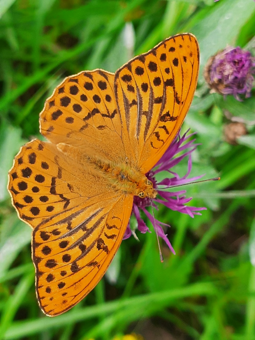 a butterfly on a flower