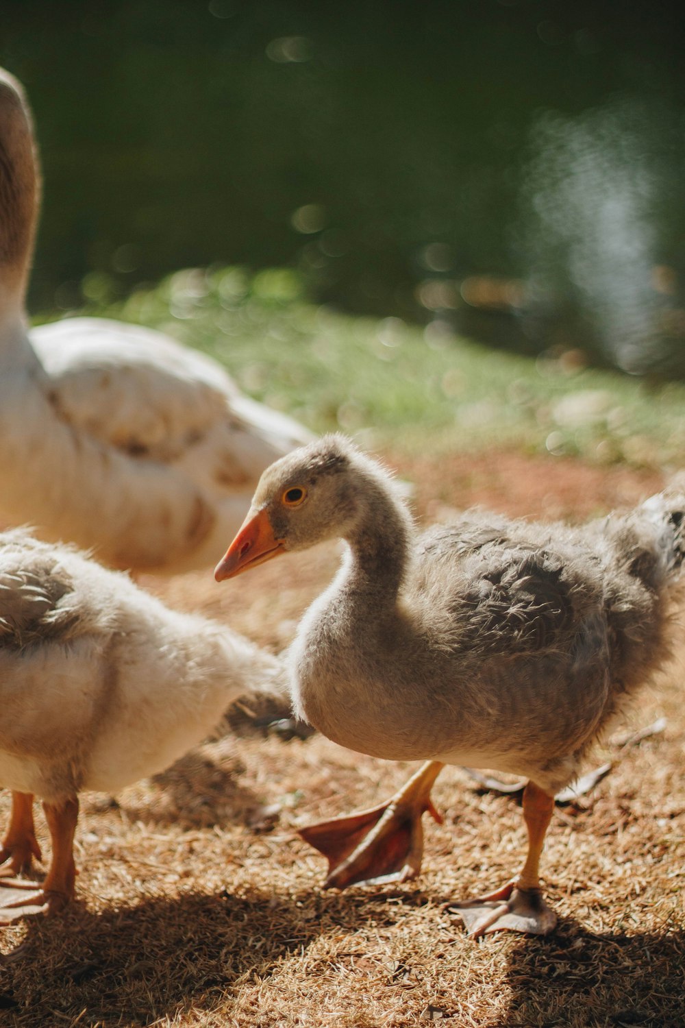 a group of ducks